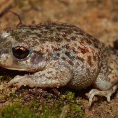 Alytes Cisternasii