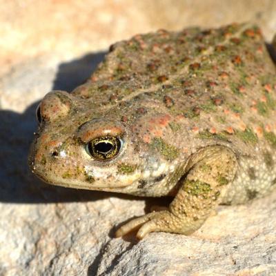 Bufo Calamita