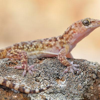 Hemidactylus Turcicus