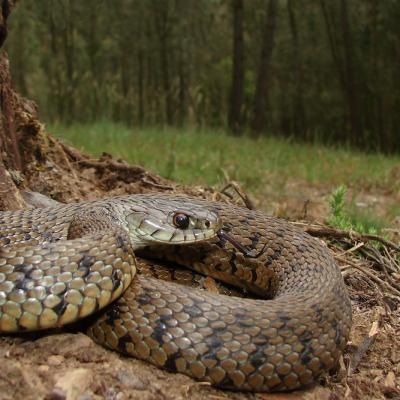 Natrix Natrix