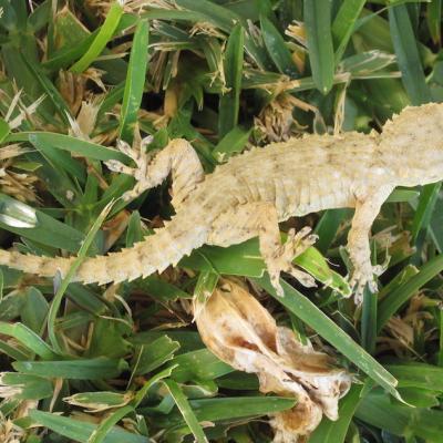 Tarentola Mauritanica