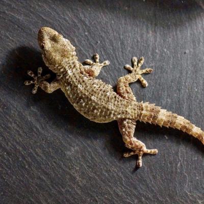 Tarentola Mauritanica